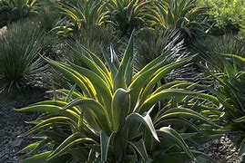 Image result for agave