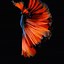 Image result for iPhone 2G Fish Wallpaper