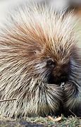 Image result for Fluffy Porcupine