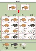 Image result for Rat and Mouse Comparison
