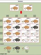 Image result for Different Kinds of Mice