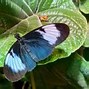 Image result for Butterfly iPhone Case