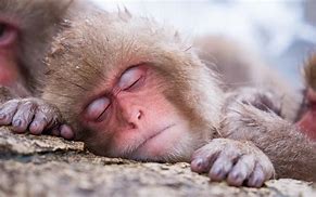 Image result for Girl Monkey Sleeping