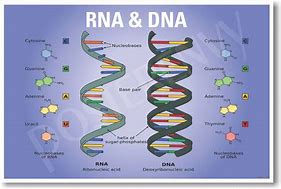 Image result for A Gene Is