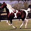 Image result for Free Horses