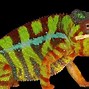 Image result for Panther Chameleon Color Change