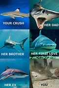 Image result for beach memes sharks