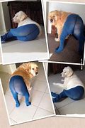 Image result for Leggings Are Not Pants Funny