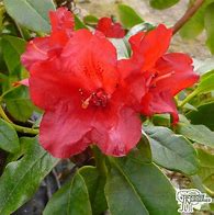 Image result for Rhododendron Baden Baden