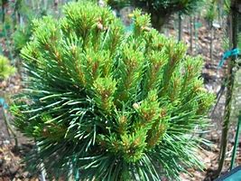 Image result for Pinus Sylvestris Kelpie