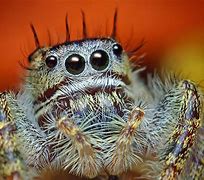Image result for Jumping Spider Colors