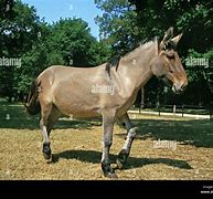 Image result for Donkey Horse Mule Cross