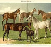 Image result for Light Horse Breeds