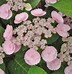 Image result for Hydrangea macrophylla Camino