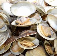 Image result for Round Clam