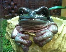 Image result for Smiling Fat Dumpy Tree Frog