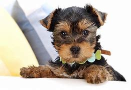 Image result for Pinterest Dogs Funny