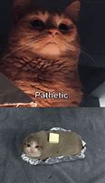 Image result for Pathetic Cat Meme Template