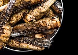 Image result for Freeze Dried Insects