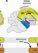 Image result for Sleep and Memory