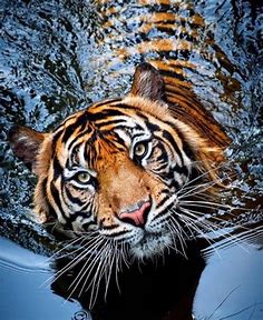 Pin by Petra Reinvartová on Tigres | Animals, Majestic animals, Most beautiful animals