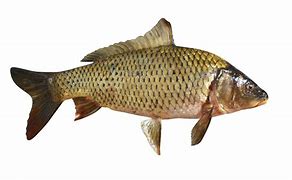 Image result for �carp