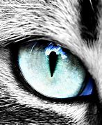 Image result for Animated Cat Eyes