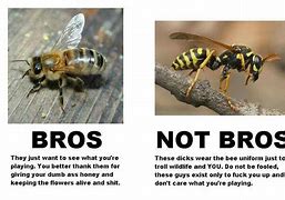 Image result for Bee vs Wasp Meme