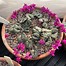 Image result for Cyclamen coum 