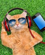 Image result for Cat Using Phone
