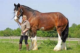 Image result for Giant Shire Horse