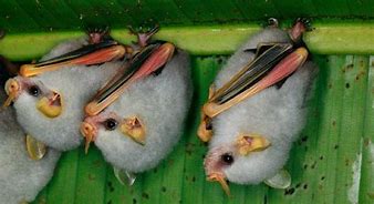 Image result for Honduran White Ghost Bat