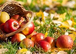 Image result for autumn apples decorations