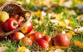 Image result for Apples in Autumn Leaves