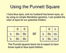 Image result for Gray Eyes Punnett Square