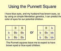 Image result for Green Eyes Punnett Square