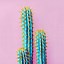 Image result for Simple Cactus Aesthetic