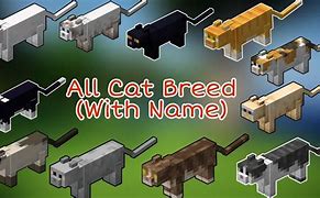 Image result for Most Rare Cat in Minecraft