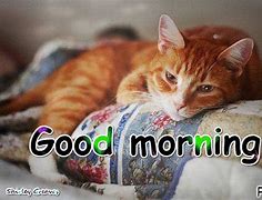 Image result for Good Morning Sleepy Cat