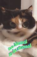 Image result for Calico Cat Meme
