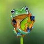 Image result for Frogs Eating Bugs