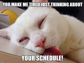 Image result for Funny Tired Cat Memes