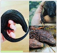 Image result for Lizard Species