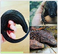 Image result for Black Earless Monitor Lizard