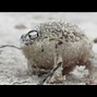 Image result for Squeaking Frog