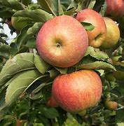 Image result for Apples Are Fruits