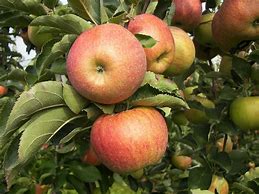 Image result for Fruit Union vs Apple