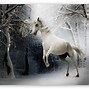 Image result for HD Wallpaper for Laptop White Horse