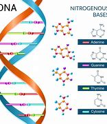 Image result for DNA Bases