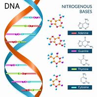 Image result for DNA Molecule Poster